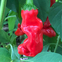 Piment Pénis (Capsicum anuum )