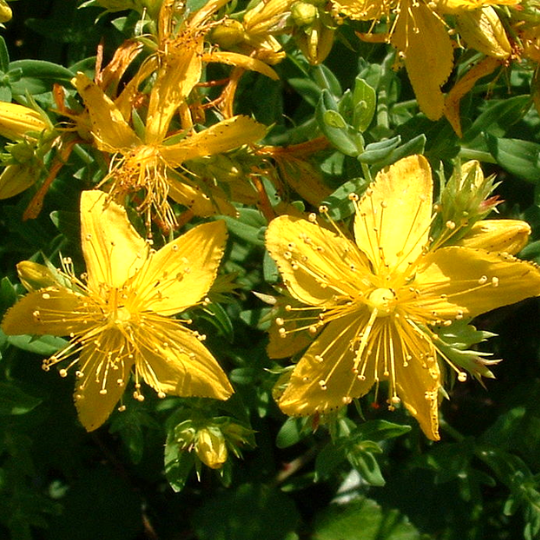 Millepertuis ( Hypericum sp.)