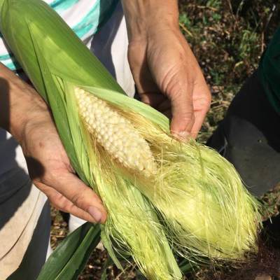 Maïs Country Gentleman ( Zea mays)