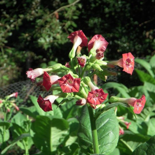 Tabac Russian Red ( Nicotiana tabacum)