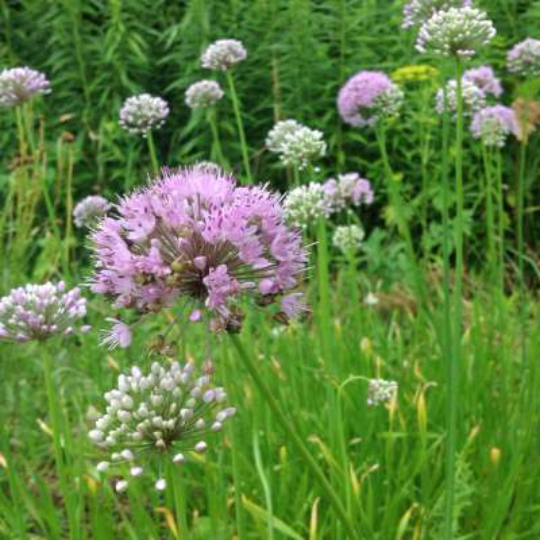 Carolina Garlic (Allium carolinianum)