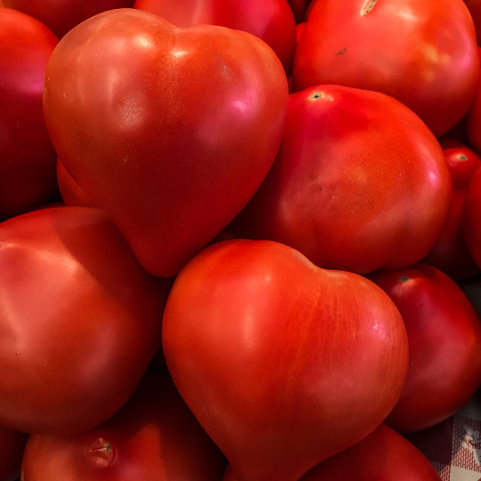 Tomate Coeur de Boeuf (Beefsteak) (Solanum lycopersicum)