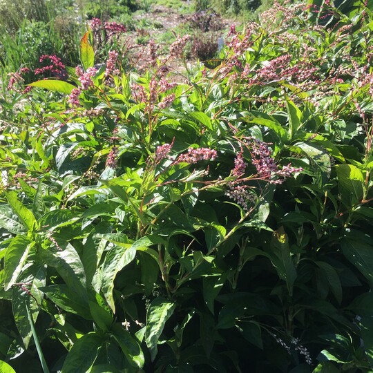 Indigo Japonais (Persicaria tinctoria)