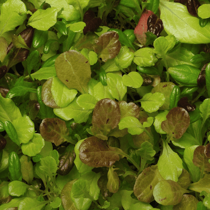 Côte de Beaune lettuce (Lactuca sativa)