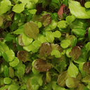 [094] Laitue Côte de Beaune (Lactuca sativa)