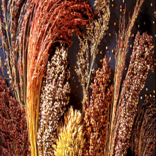 Sorgho à balais (Sorghum bicolor)