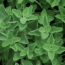 [145] Origan (Origanum vulgare)