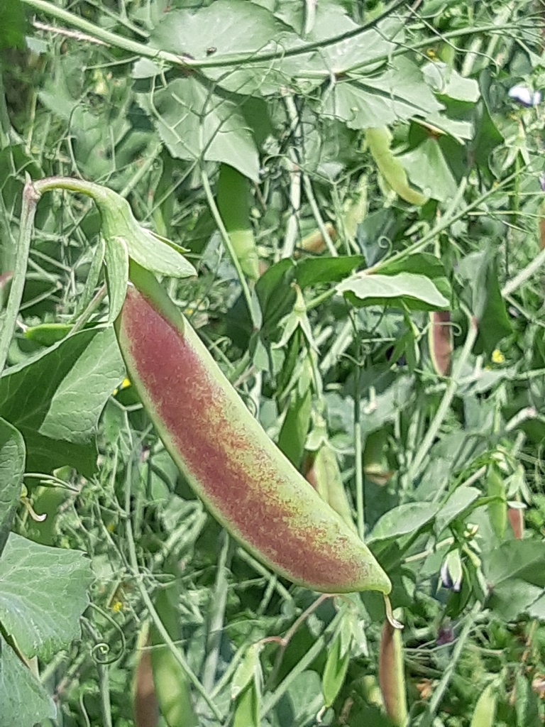 Pois Blush Tendril (Pisum sativum)