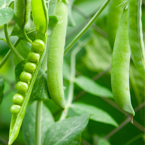 Little Wonder Pea (Pisum sativum medullare)