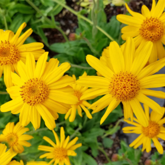 Arnica (Arnica chamissonis)