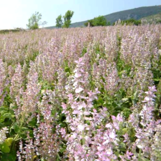 Sauge Sclarée (Salvia sclarea)