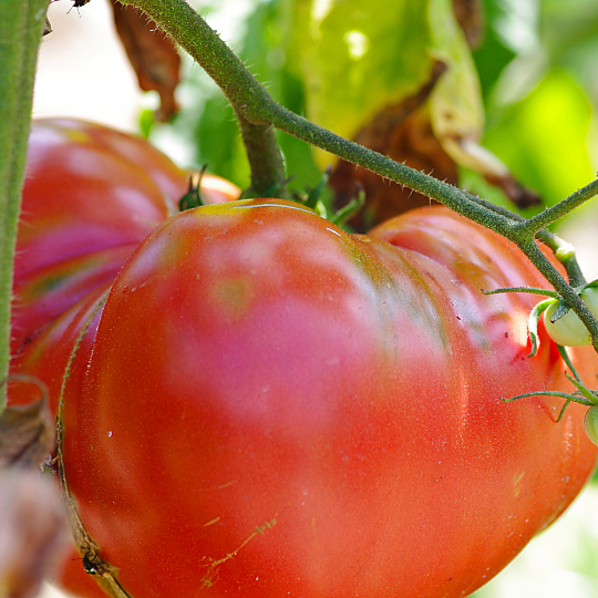 Tomate Ledoux Spécial (Solanum lycopersicum)