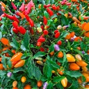 Piment cinq couleurs (Capsicum annuum, Capsicum baccatum)