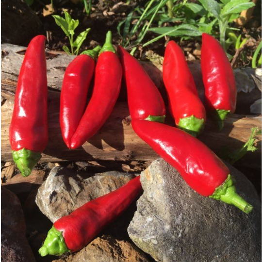 Espelette pepper (Gorria) (Capsicum annuum)