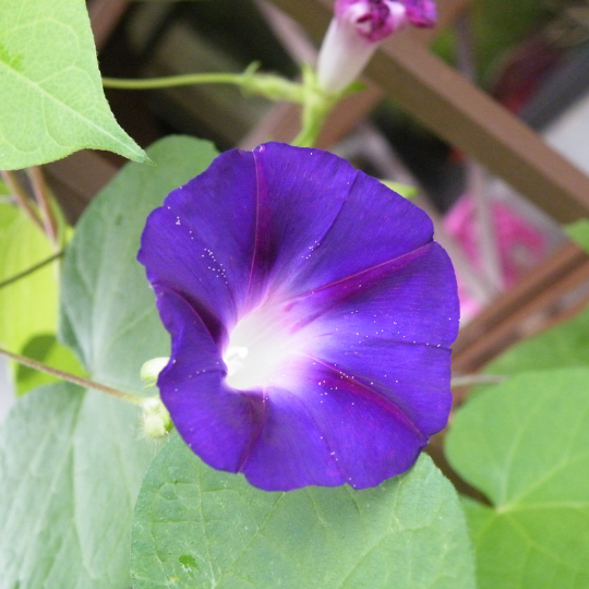 Morning glory (Ipomea purpurea)