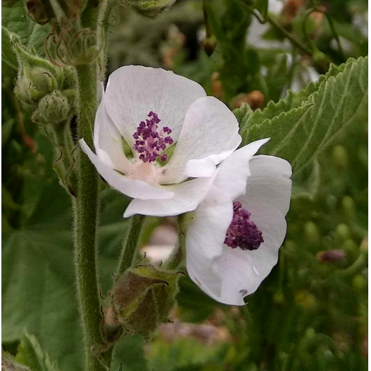 Marshmallow (Althaea officinalis)