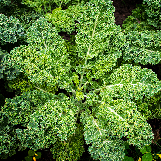 Kale Blue Curled Scotch (Brassica Oleracea ssp. pabularia)