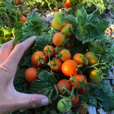 Tomate Red Robin (Solanum lycopersicum)