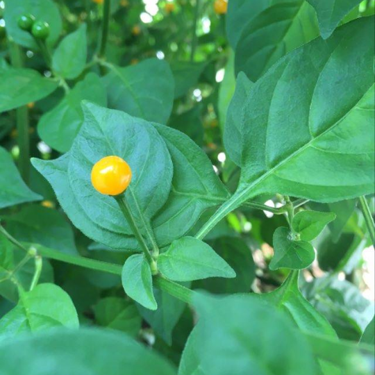 Piment Aji Charapita (Capsicum Chinense)