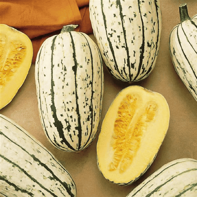 Courge Delicata (Cucurbita pepo)