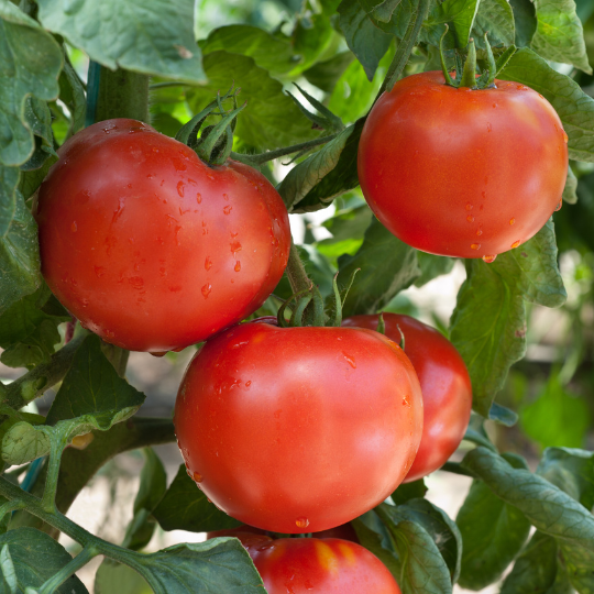 Tomate Frontenac (Solanum lycopersicum)