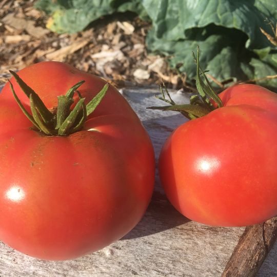 Montreal Tasty Tomato (Solanum lycopersicum)