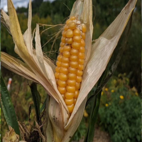 Maïs Gaspé (Zea mays)