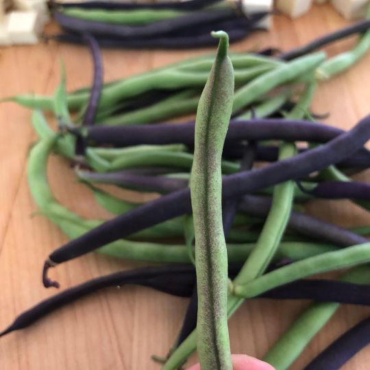 Haricot grimpant Jean-Léo Collard (Phaseolus vulgaris)