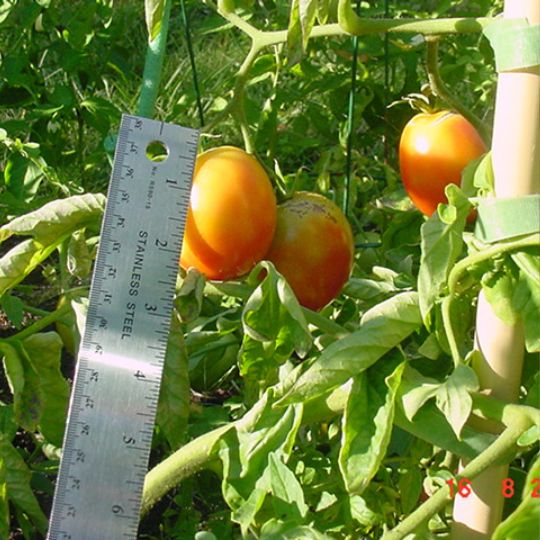 Precocibec tomato (Solanum lycopersicum)