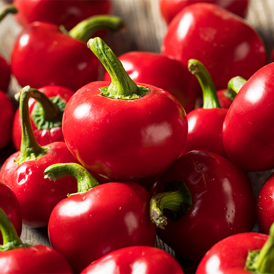 Piment Szentesi Cherry (Capsicum annuum)