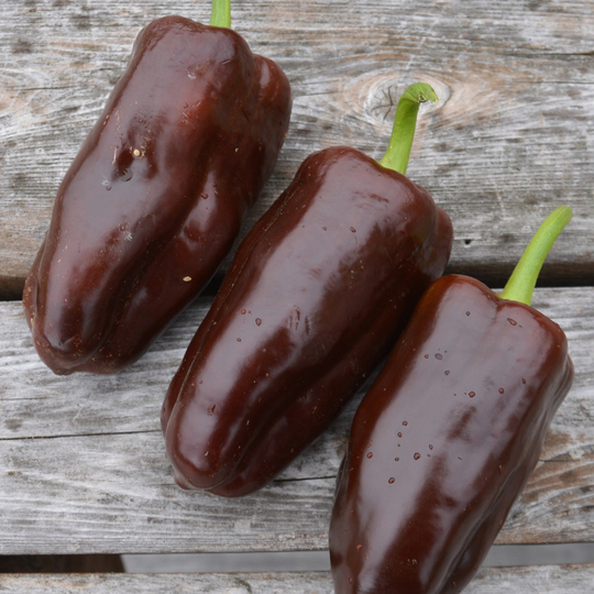 Chocolate Pepper (Capsicum annuum)