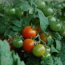 [316] Tomate micro-naine Pigmy (Solanum lycopersicum)