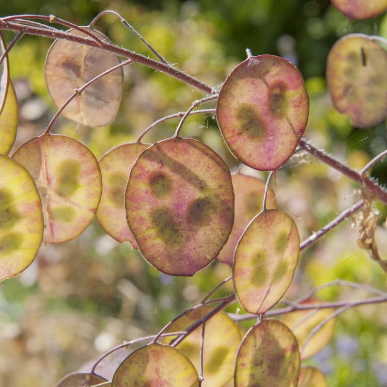 Monnaie du pape (Lunaria annua)