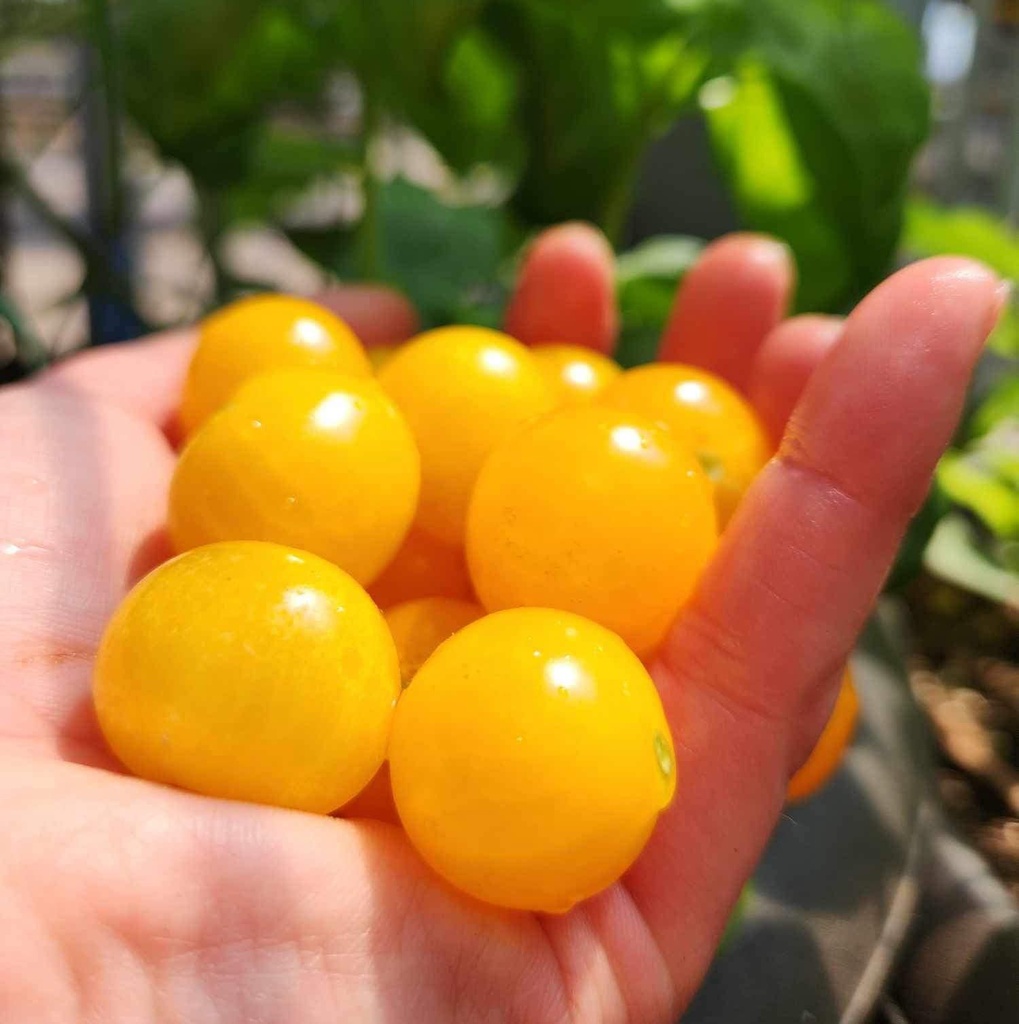 Orange Hat Tomato (Solanum lycopersicum)