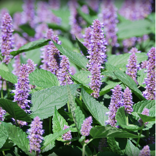 Agastache fenouil (Agastache foeniculum)﻿