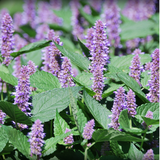 Agastache fennel (Agastache foeniculum)