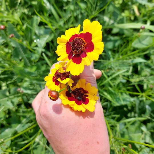 Coréopsis des teinturiers (Coreopsis tinctoria)