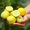 [238] Concombre Citron (Cucumis sativus)