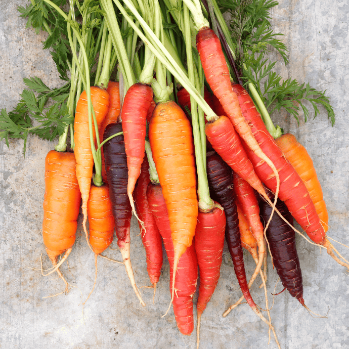 Scarlett Nantes Carrots (Daucus carota var. sativus)