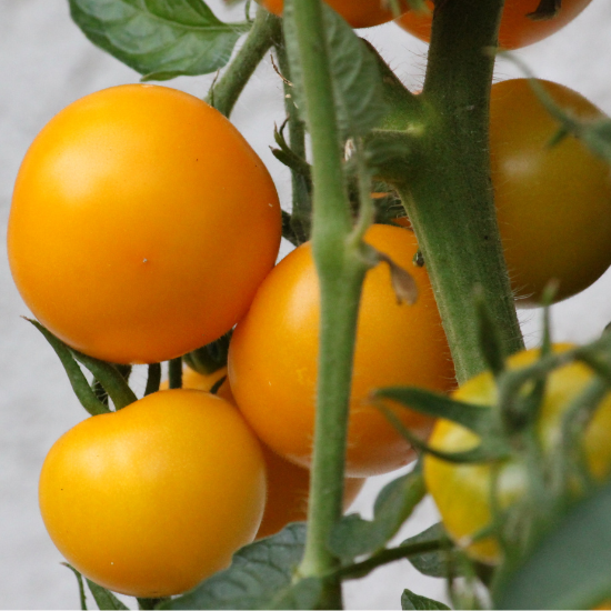 Tomate Jubilée (Solanum lycopersicum)
