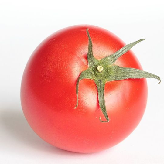 Tomate Red Ross Salad (Solanum lycopersicum)