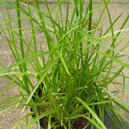 [360] Black Tiger nutsedge(Cyperus esculentus)