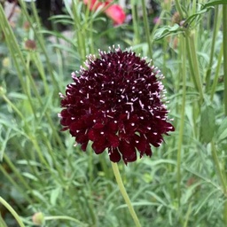 [356] Scabieuse Black Knight (Scabiosa atropurpurea)