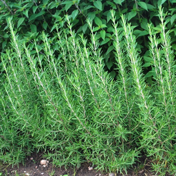 [092] Romarin (Rosmarinus officinalis)