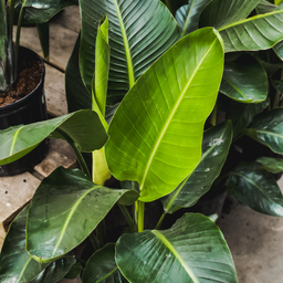 [228] Bird of Paradise(Strelitzia nicolai)
