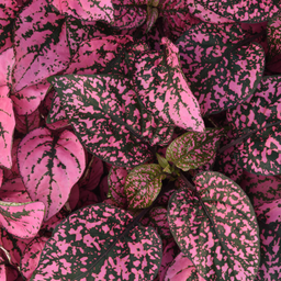 [188] Hypoestes (Hypoestes phyllostachya)