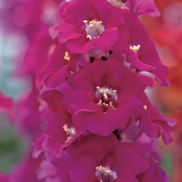 [181] Mufflier ''Chantilly'' Mixte (Antirrhinum)