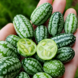 [061] Cucamelon Cucumber (Melothria scabra)