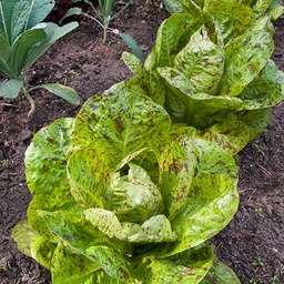 [096] Laitue Forellenschluss (Lactuca sativa var, longifolia 'Forellenschluss')