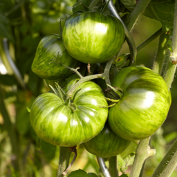 [293] Green Zebra Tomato (Solanum lycopersicum 'Green Zebra')